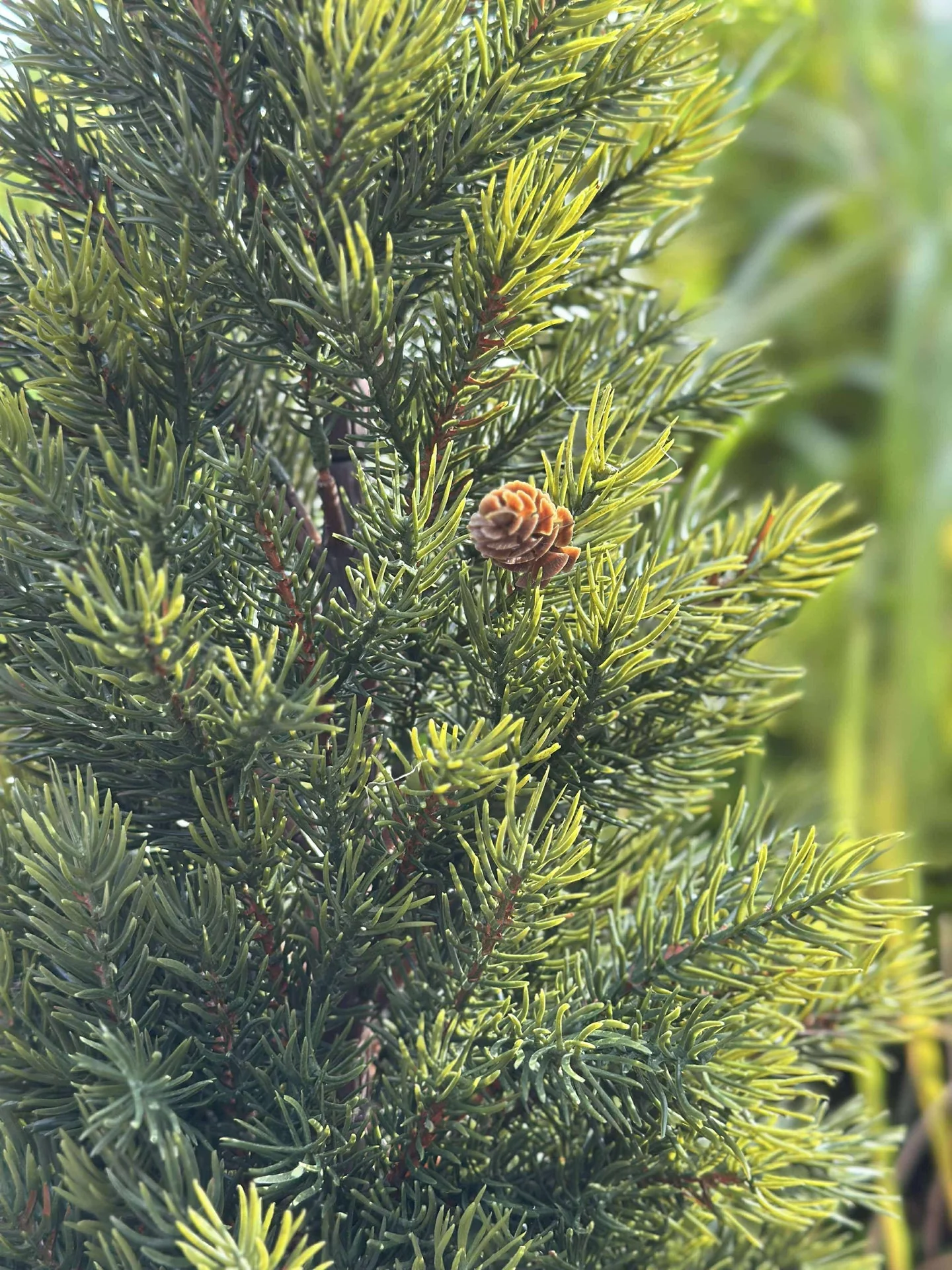 Miniatyrbild 13