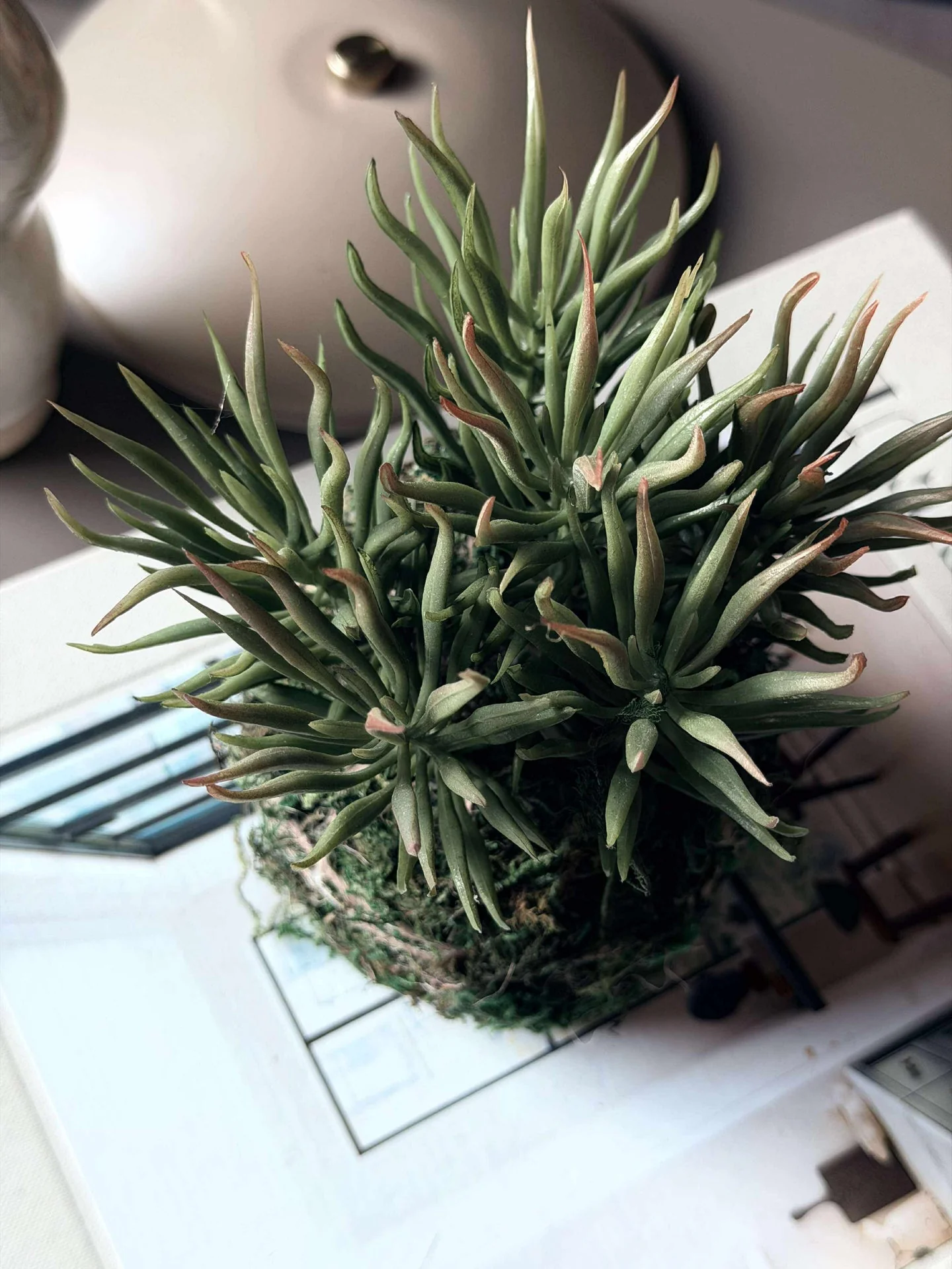 Miniatyrbild 7